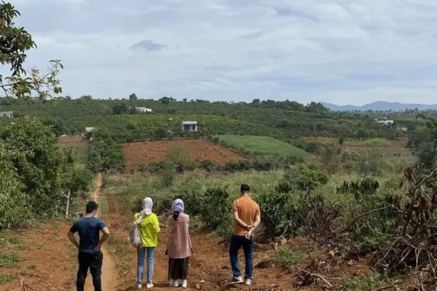 Người đàn ông nhìn mảnh đất vườn với vẻ mặt thất vọng