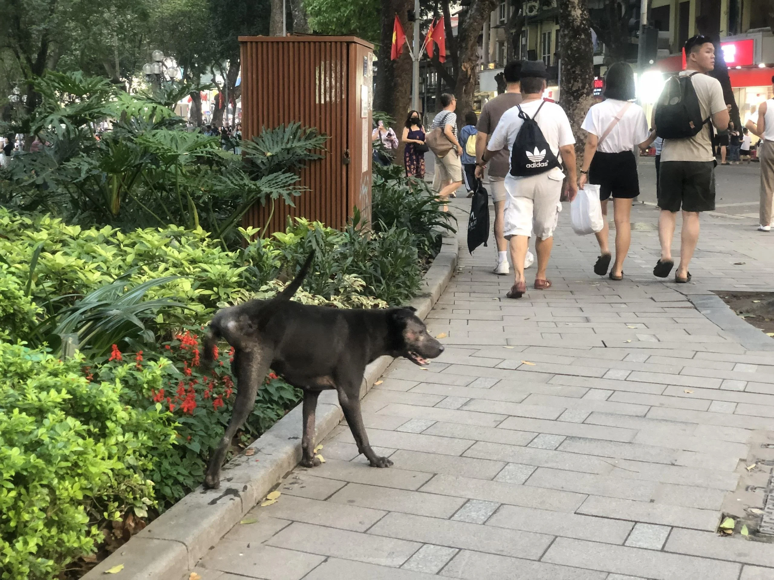 Cư dân dắt chó đi dạo dọc đường nội khu đô thị sinh thái nhiều cây xanh