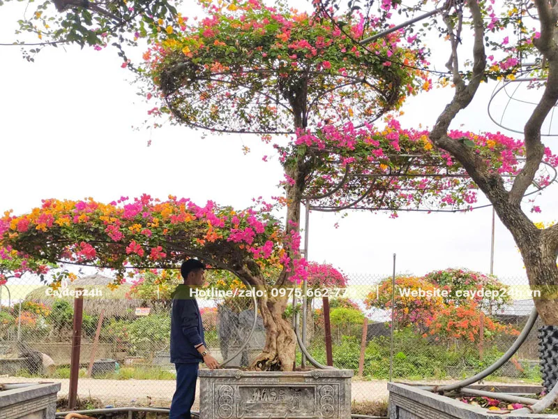 Dừa cảnh, hoa giấy và cọ biển trồng trong sân vườn biệt thự ven biển