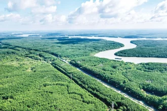 Toàn cảnh rừng ngập mặn Cần Giờ với hệ sinh thái xanh mát ven biển