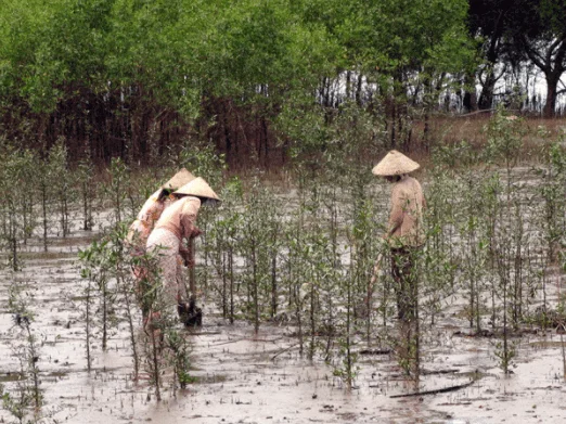 Tán rừng ngập mặn ven tuyến đi bộ nội khu Vịnh Tiên Cần Giờ