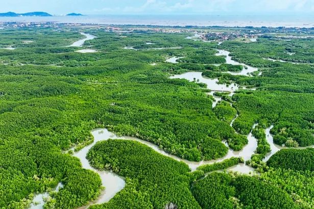 Toàn cảnh rừng ngập mặn Cần Giờ nhìn từ trên cao với hệ sinh thái đặc trưng
